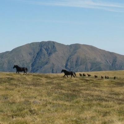 Equus caballus (Brumby, Wild Horse) at Falls Creek, VIC - 16 Mar 2008 by MB