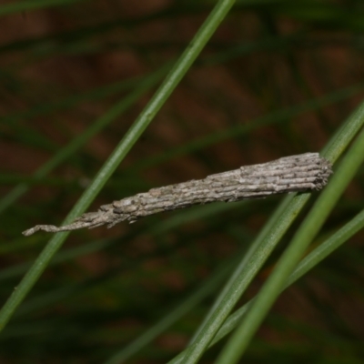 Conoeca or Lepidoscia (genera) IMMATURE (Unidentified Cone Case Moth larva, pupa, or case) at Freshwater Creek, VIC - 16 Feb 2022 by WendyEM