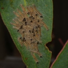 Uraba lugens (Gumleaf Skeletonizer) at Freshwater Creek, VIC - 16 Feb 2022 by WendyEM