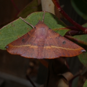 Oenochroma vinaria at Freshwater Creek, VIC - 16 Feb 2022