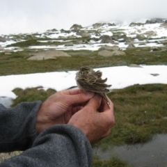 Anthus australis (Australian Pipit) at Thredbo, NSW - 6 Feb 2005 by MB