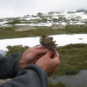 Anthus australis at Thredbo, NSW - 6 Feb 2005