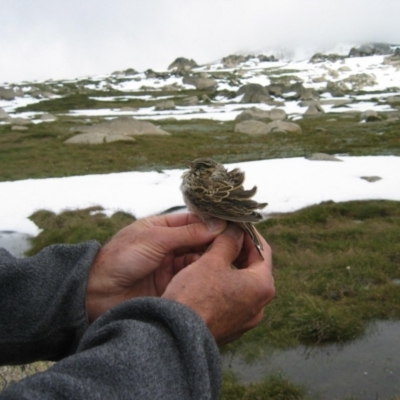 Anthus australis (Australian Pipit) at Thredbo, NSW - 6 Feb 2005 by MB