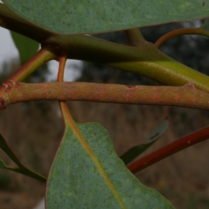 Arhodia lasiocamparia at Freshwater Creek, VIC - 16 Feb 2022