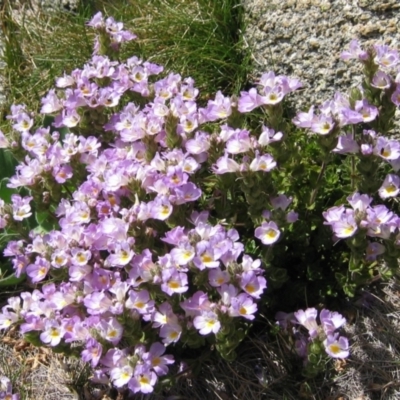 Euphrasia collina (Purple Eye-bright) at Geehi, NSW - 27 Feb 2005 by MB