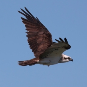 Pandion haliaetus at Houtman Abrolhos, WA - 19 Apr 2024