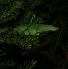 Tettigoniidae (family) at Freshwater Creek, VIC - 13 Feb 2022 by WendyEM