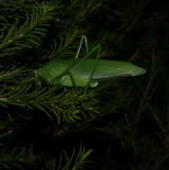 Tettigoniidae (family) at Freshwater Creek, VIC - 12 Feb 2022 by WendyEM