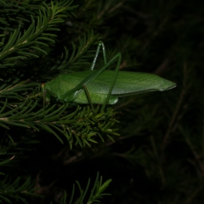 Tettigoniidae (family) at Freshwater Creek, VIC - 13 Feb 2022 by WendyEM