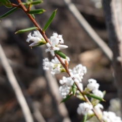 Styphelia ericoides (Pink Beard-Heath) at Tianjara, NSW - 21 Aug 2024 by RobG1