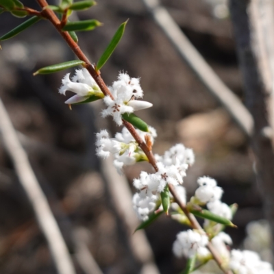 Leucopogon ericoides at Tianjara, NSW - 21 Aug 2024 by RobG1