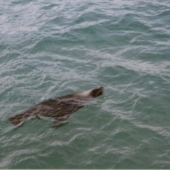 Seal-unknown species (Unidentified Seal) at Chadwick, WA - 15 Dec 1998 by MB