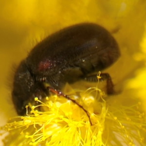 Heteronyx sp. (genus) at Russell, ACT - 23 Aug 2024