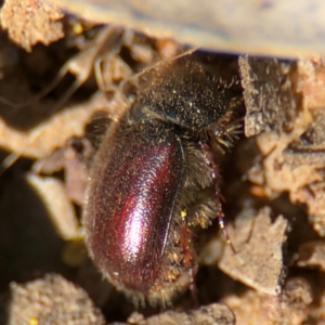 Heteronyx sp. (genus) at Russell, ACT - 23 Aug 2024 12:52 PM