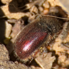 Heteronyx sp. (genus) at Russell, ACT - 23 Aug 2024