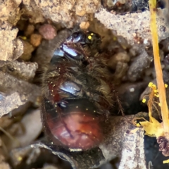 Heteronyx sp. (genus) at Russell, ACT - 23 Aug 2024