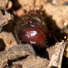 Heteronyx sp. (genus) at Russell, ACT - 23 Aug 2024