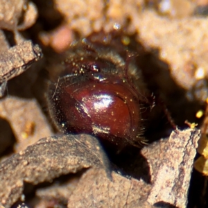 Heteronyx sp. (genus) at Russell, ACT - 23 Aug 2024