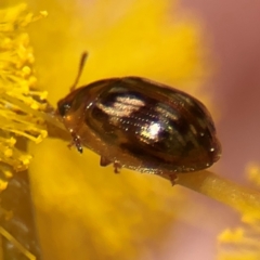 Peltoschema delicatulum (Leaf beetle) at Russell, ACT - 23 Aug 2024 by Hejor1