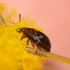 Peltoschema delicatulum at Russell, ACT - 23 Aug 2024 12:54 PM