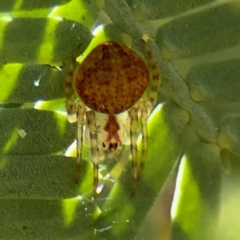 Araneus sp. (genus) at Russell, ACT - 23 Aug 2024 by Hejor1