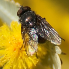 Calliphora sp. (genus) (Unidentified blowfly) at Russell, ACT - 23 Aug 2024 by Hejor1