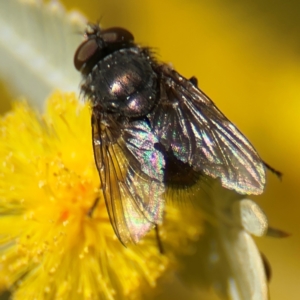 Calliphora sp. (genus) at Russell, ACT - 23 Aug 2024 01:03 PM