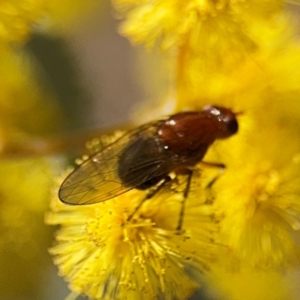 Rhagadolyra magnicornis at Russell, ACT - 23 Aug 2024