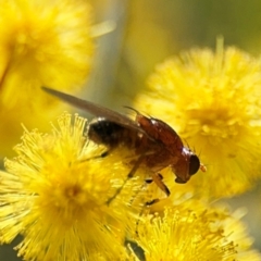 Rhagadolyra magnicornis at Russell, ACT - 23 Aug 2024