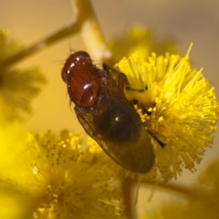 Rhagadolyra magnicornis at Russell, ACT - 23 Aug 2024