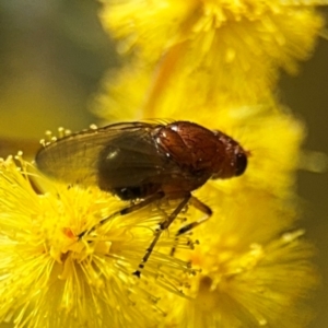 Rhagadolyra magnicornis at Russell, ACT - 23 Aug 2024