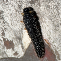 Perginae sp. (subfamily) (Unidentified pergine sawfly) at Russell, ACT - 23 Aug 2024 by Hejor1