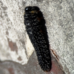 Perga sp. (genus) at Russell, ACT - 23 Aug 2024