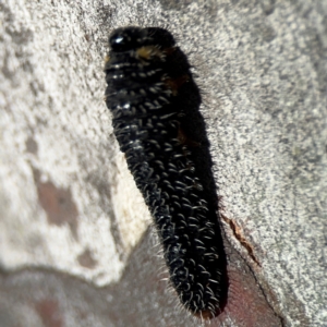 Perga sp. (genus) at Russell, ACT - 23 Aug 2024