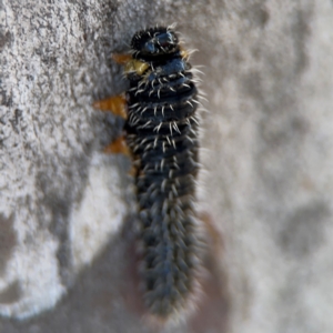 Perga sp. (genus) at Russell, ACT - 23 Aug 2024