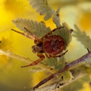 Araneus hamiltoni at Campbell, ACT - 23 Aug 2024