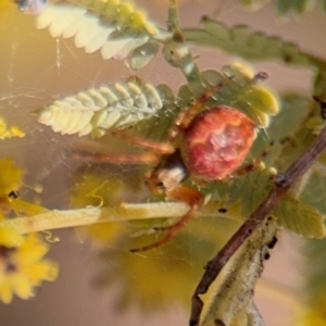 Araneus hamiltoni at Campbell, ACT - 23 Aug 2024