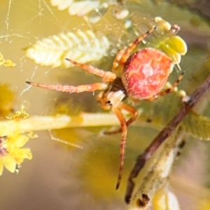 Araneus hamiltoni at Campbell, ACT - 23 Aug 2024