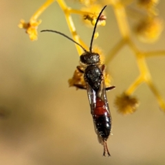 Lasioglossum (Parasphecodes) sp. (genus & subgenus) (Halictid bee) at Russell, ACT - 23 Aug 2024 by Hejor1