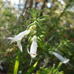 Chloanthes stoechadis at Tianjara, NSW - 21 Aug 2024 by RobG1