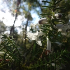 Chloanthes stoechadis at Tianjara, NSW - 21 Aug 2024