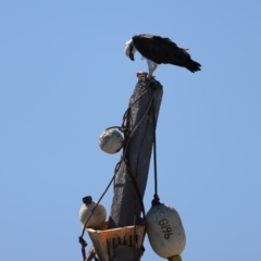 Pandion haliaetus (Osprey) at Houtman Abrolhos, WA - 19 Apr 2024 by jb2602