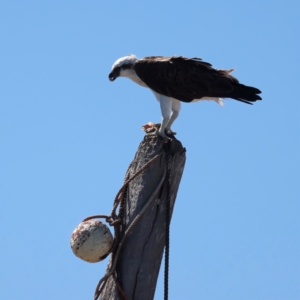 Pandion haliaetus at Houtman Abrolhos, WA - suppressed