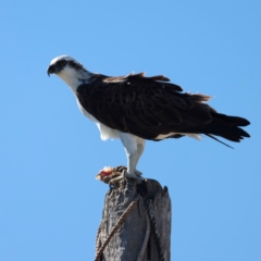 Pandion haliaetus at Houtman Abrolhos, WA - suppressed