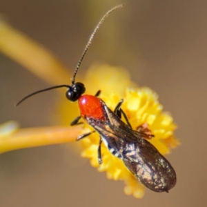 Braconidae (family) at Russell, ACT - 23 Aug 2024