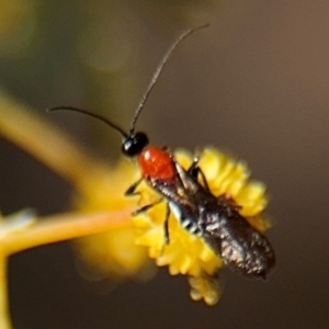 Braconidae (family) at Russell, ACT - 23 Aug 2024