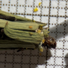 Psychidae (family) IMMATURE at Braddon, ACT - 24 Aug 2024 10:04 AM