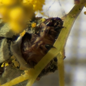 Psychidae (family) IMMATURE at Braddon, ACT - 24 Aug 2024 10:04 AM