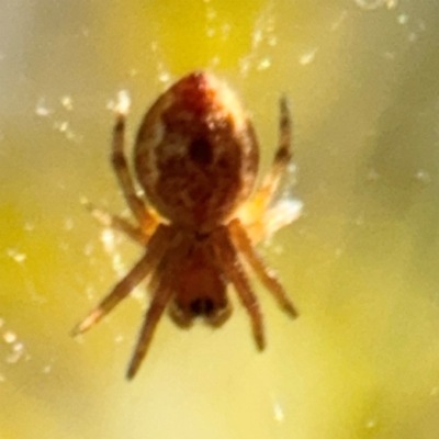 Salsa sp. (genus) (Orb-weaver) at Russell, ACT - 23 Aug 2024 by Hejor1