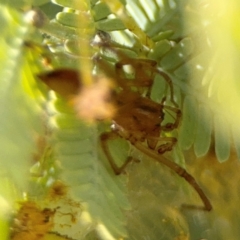 Cheiracanthium gracile at Russell, ACT - 23 Aug 2024